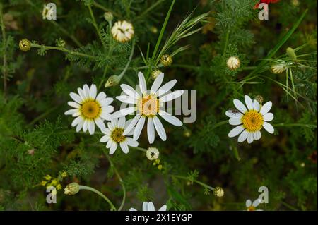 Hübsche weiße Gänseblümchen mit gelben Mittelpunkten. Stockfoto