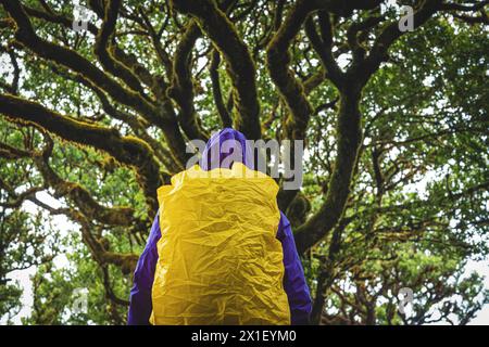 Beschreibung: Rückansicht einer Backpackerin mit Blick auf die moosige Baumkrone des alten Lorbeerbaums im Lorbeerwald. Fanal Forest, Madeira Island, Portu Stockfoto