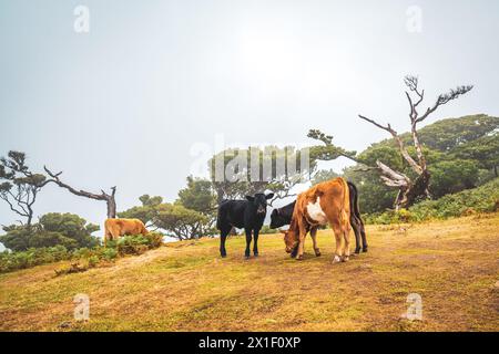 Beschreibung: Blick auf junge Kühe, die auf einem grasbewachsenen Hügel im fanal-Wald weiden. Fanal Forest, Madeira Island, Portugal, Europa. Stockfoto