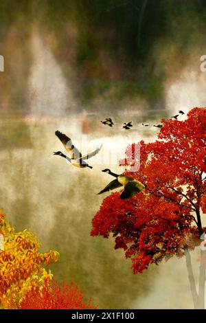 Kanadiengänse und Enten fliegen in einem aufsteigenden Nebel am Herbstmorgen auf dem See im Mittleren Westen mit Herbstfarben von Sassafrass und Ahorn, Missouri, USA Stockfoto