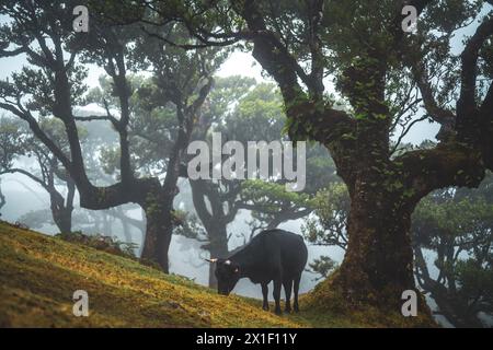 Beschreibung: Schwarze Kuh grasen auf einem grasbewachsenen Hügel in mystischem Nebelwald mit riesigen Lorbeerbäumen. Fanal Forest, Madeira Island, Portugal, Europa. Stockfoto