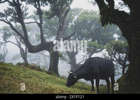 Beschreibung: Schwarze Kuh grasen auf einem grasbewachsenen Hügel in mystischem Nebelwald mit riesigen Lorbeerbäumen. Fanal Forest, Madeira Island, Portugal, Europa. Stockfoto