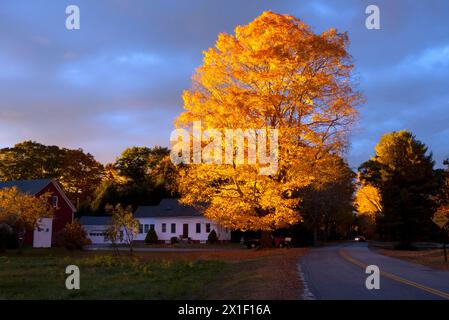 Flamme: Herrliches Abendlicht leuchtet auf einem goldenen Ahornbaum neben einem alten Bauernhaus an einer ländlichen New England Road, Yarmouth Maine, USA Stockfoto