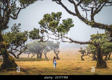 Beschreibung: Barfuß Frau in Sportbekleidung geht über flaches Feld mit herzförmigem Lorbeerbaum in nebeliger Atmosphäre. Fanal Wald, Madeira Insel, Portu Stockfoto