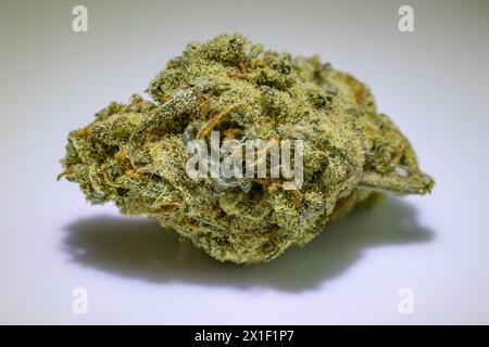 Bud mit getrocknetem Cannabis, isoliert vor weißem Hintergrund Stockfoto