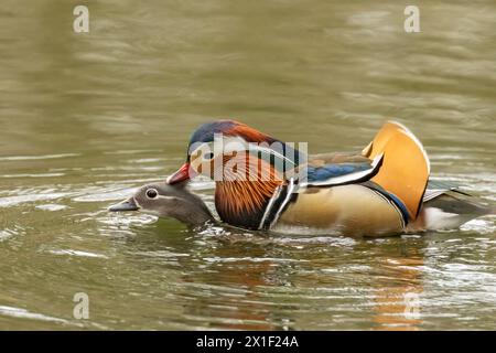 Männliche und weibliche Mandarinenenten paaren sich im Teich Stockfoto