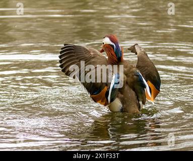 Männliche Ziermandarinenente mit wunderschönem Gefieder im Teich Stockfoto