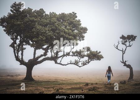 Beschreibung: Barfuß Frau in Sportbekleidung genießt einen Spaziergang über flaches Feld mit ästhetischen Lorbeerbäumen in nebeliger Atmosphäre. Fanal-Wald, Insel Madeira, Stockfoto