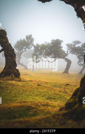 Beschreibung: Barfuß Frau in Sportbekleidung geht über flaches Feld mit Lorbeerbäumen in nebeliger Atmosphäre. Fanal Forest, Madeira Island, Portugal, Europa. Stockfoto