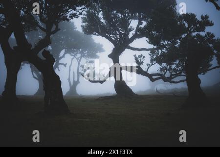 Beschreibung: Eldar Laural Waldbaum in nebeliger Atmosphäre sieht aus wie eine mystische Kreatur. Fanal Forest, Madeira Island, Portugal, Europa. Stockfoto