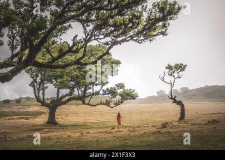 Beschreibung: Barfuß Frau in rotem Kleid genießt einen Spaziergang über flaches Feld mit Lorbeerbäumen. Fanal Forest, Madeira Island, Portugal, Europa. Stockfoto