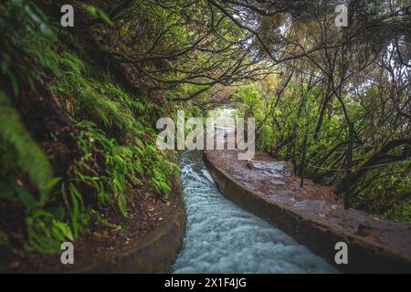 Beschreibung: Abfallender Wasserkanal mit Lorbeerzweigen an einem regnerischen Tag. 25 Fontes Wasserfälle, Madeira Island, Portugal, Europa. Stockfoto