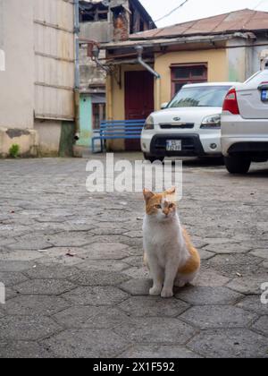 Eine rote Katze sitzt auf der Straße. Luxuriöse Katze. Das Tier ruht auf dem Bürgersteig Stockfoto