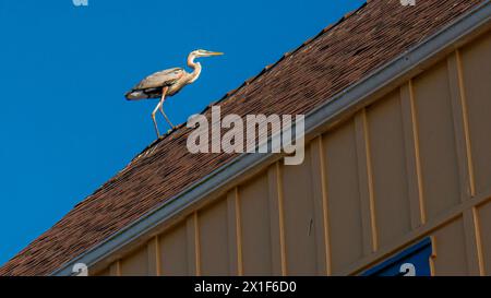 Ardea herodias, der große blaue Reiher, der auf einem Dach thront Stockfoto