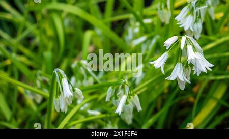 Allium triquetrum, auch bekannt als dreieckiger Lauch, dreieckiger Knoblauch, angewinkelte Zwiebeln oder Zwiebelgras. Stockfoto