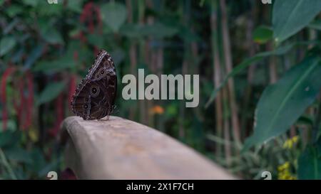 Caligo-Schmetterling, lebendige Muster, heiteres Grün Stockfoto