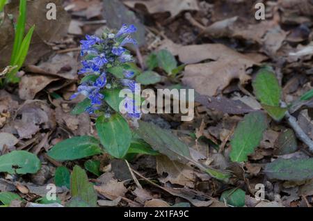 Bugleweed, Ajuga Reptans Stockfoto