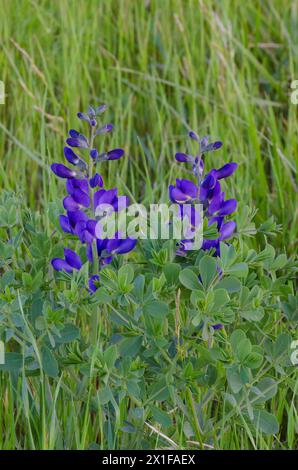 Blaues Indigo, Baptisia australis Stockfoto