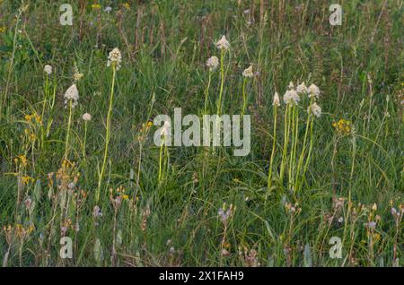 Nuttalls Deathcamas, Toxicoscordion nuttallii Stockfoto