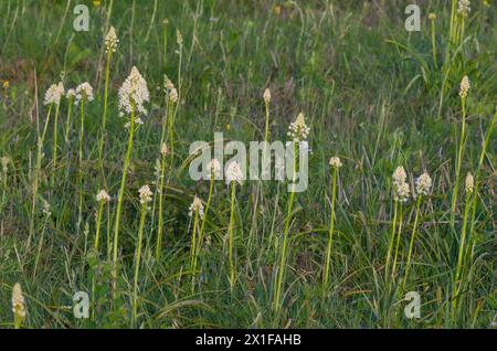 Nuttalls Deathcamas, Toxicoscordion nuttallii Stockfoto