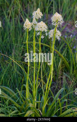 Nuttalls Deathcamas, Toxicoscordion nuttallii Stockfoto