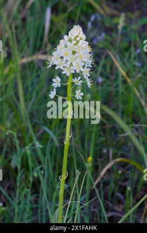 Nuttalls Deathcamas, Toxicoscordion nuttallii Stockfoto