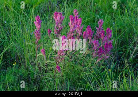 Prairie Paintbrush, Castilleja purpurea Stockfoto