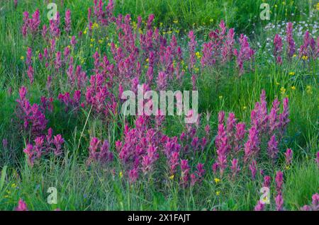 Prairie Paintbrush, Castilleja purpurea Stockfoto