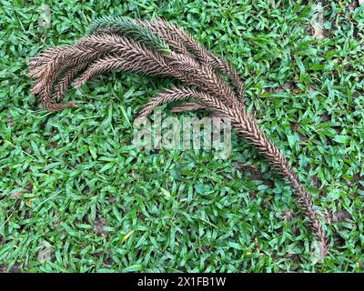 Zweig von Araucaria angustifolia, Paraná-Kiefer, brasilianische Kiefer oder Kandelaber auf dem Gras Stockfoto