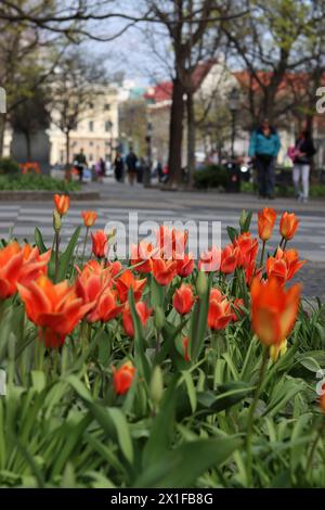 Sonniger Tag im Stadtpark. Wunderschöne Architektur des Stadtzentrums von Bratislava, Slowakei. Entdecken Sie das Konzept Europa. Stockfoto