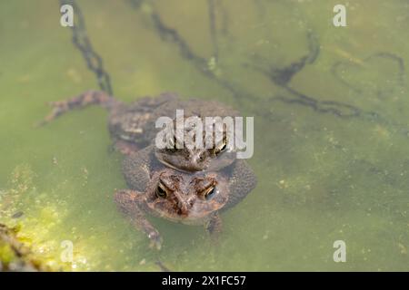 Nahaufnahme eines horizontalen Fotos von zwei Ostamerikanischen Kröten (Bufo americanus) auf der Seite des Teichs mit einer Kette von Eiern. Stockfoto
