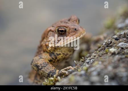 Nahaufnahme eines horizontalen Fotos der Ostamerikanischen Kröte (Bufo americanus) an der Seite des Teichs. Stockfoto