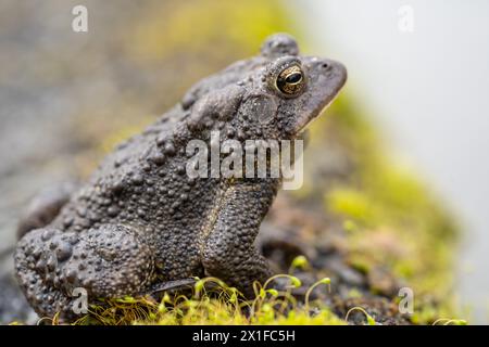 Nahaufnahme eines horizontalen Fotos der Ostamerikanischen Kröte (Bufo americanus), während sie auf einem Teich sitzt Stockfoto