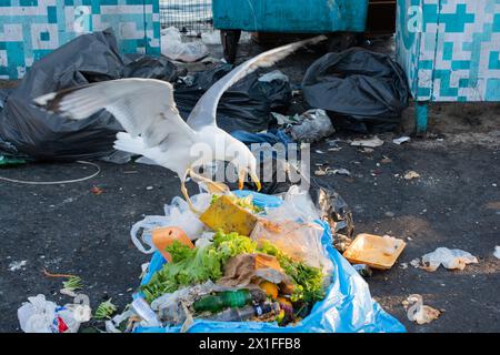 Möwen auf der Suche nach Nahrung im Müll Stockfoto