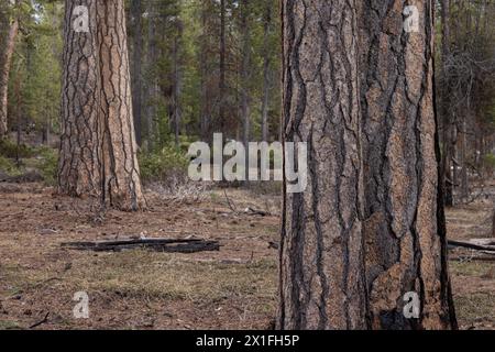 Schöner Ponderosa-Kiefernwald mit strukturiertem Puzzle wie Rinde in den südlichen Oregon-Kaskaden. Stockfoto