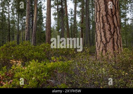 Schöner Ponderosa-Kiefernwald mit strukturiertem Puzzle wie Rinde in den südlichen Oregon-Kaskaden. Stockfoto