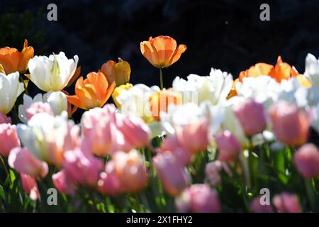 New York, USA. April 2024. Tulpen blühen am 14. April 2024 im Brooklyn Botanic Garden in New York, USA. Quelle: Li Rui/Xinhua/Alamy Live News Stockfoto
