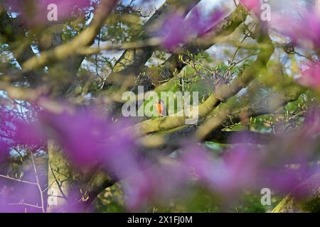 New York, USA. April 2024. Ein amerikanischer robin wird am 14. April 2024 im Brooklyn Botanic Garden in New York, USA, durch Magnolienblumen gesehen. Quelle: Li Rui/Xinhua/Alamy Live News Stockfoto