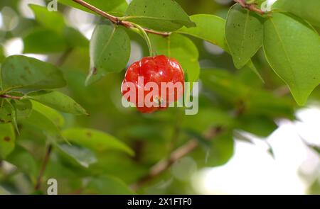 Pitanga, Frucht des Kirschbaums, einer zweikotyledonösen Pflanze aus der Familie der myrtaceae. Stockfoto