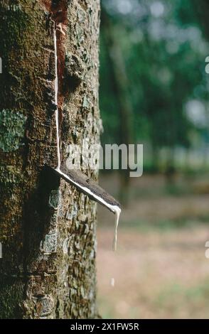 Kautschuklatex wird von Rubber Tree, Hevea brasiliensis, Kautschukplantage, bei Medan, Sumatra, gesammelt. Indonesien Stockfoto