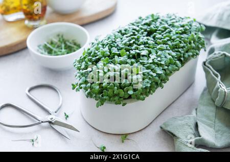 Microgreens von Radieschen im weißen Topf auf weißem hölzernem Hintergrund mit Schere. Zuhause Gemüse für Salat anbauen. Stockfoto