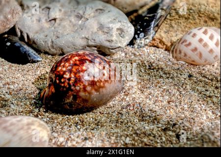 Mauritia mauritiana oder Schokoladenkauz, Buckelkauz, Muschel auf einem Sand unter Wasser Stockfoto