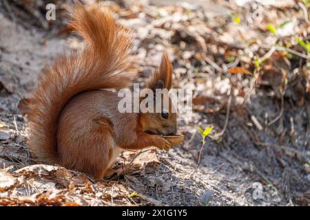 Ein Eichhörnchen genießt es, eine Walnuss zu essen. Stockfoto