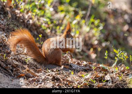 Ein Eichhörnchen genießt es, eine Walnuss zu essen. Stockfoto