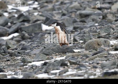 Pinguin Chinstrap (Pygoscelis antarcticus), ein sehr schmutziger Erwachsener, Half Moon Island, South Shetland Islands, Antarktis, Januar 2024 Stockfoto