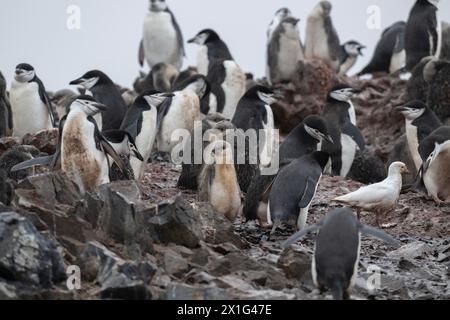 Pinguin Chinstrap (Pygoscelis antarcticus), Zuchtkolonie am Felsenhang, Erwachsene und Jung, Sheathbill Snowy (Chionis albus), Half Moon Island, Süden Stockfoto