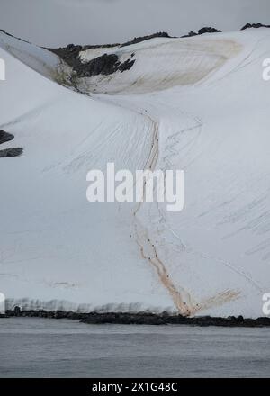 Pinguin Chinstrap (Pygoscelis antarcticus), der sich den steilen Schnee hinauf zur Brutkolonie Orne Harbour, Gerlache Strait, Antarktische Halbinsel Stockfoto