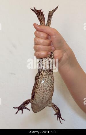 Große Kröte in Kinderhänden Stockfoto