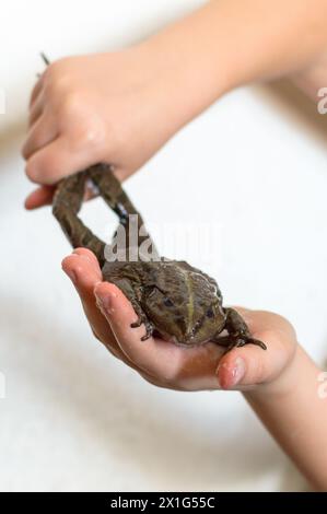 Große Kröte in Kinderhänden Stockfoto