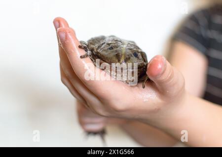 Große Kröte in Kinderhänden Stockfoto